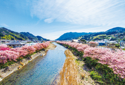 早春紀行！　阿津桜まつりと古都鎌倉散策、伊豆・北川温泉