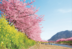 時之栖イルミネーションと河津桜まつり、伊豆熱川温泉　３日間