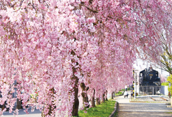 絶景を求めて　JR只見線乗車と日中線跡地しだれ桜並木