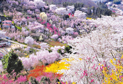 福島の桃源郷・花見山といちご狩り、ランチバイキング