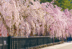 みちのく桜名所めぐり　３日間