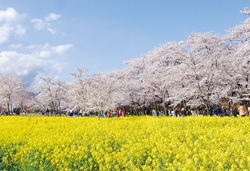 赤城南面千本桜・上田城跡の桜と軽井沢ゆっくりウィークエンド　３日間